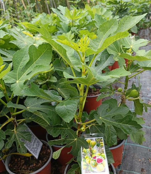 Ficus carica 'Panache'